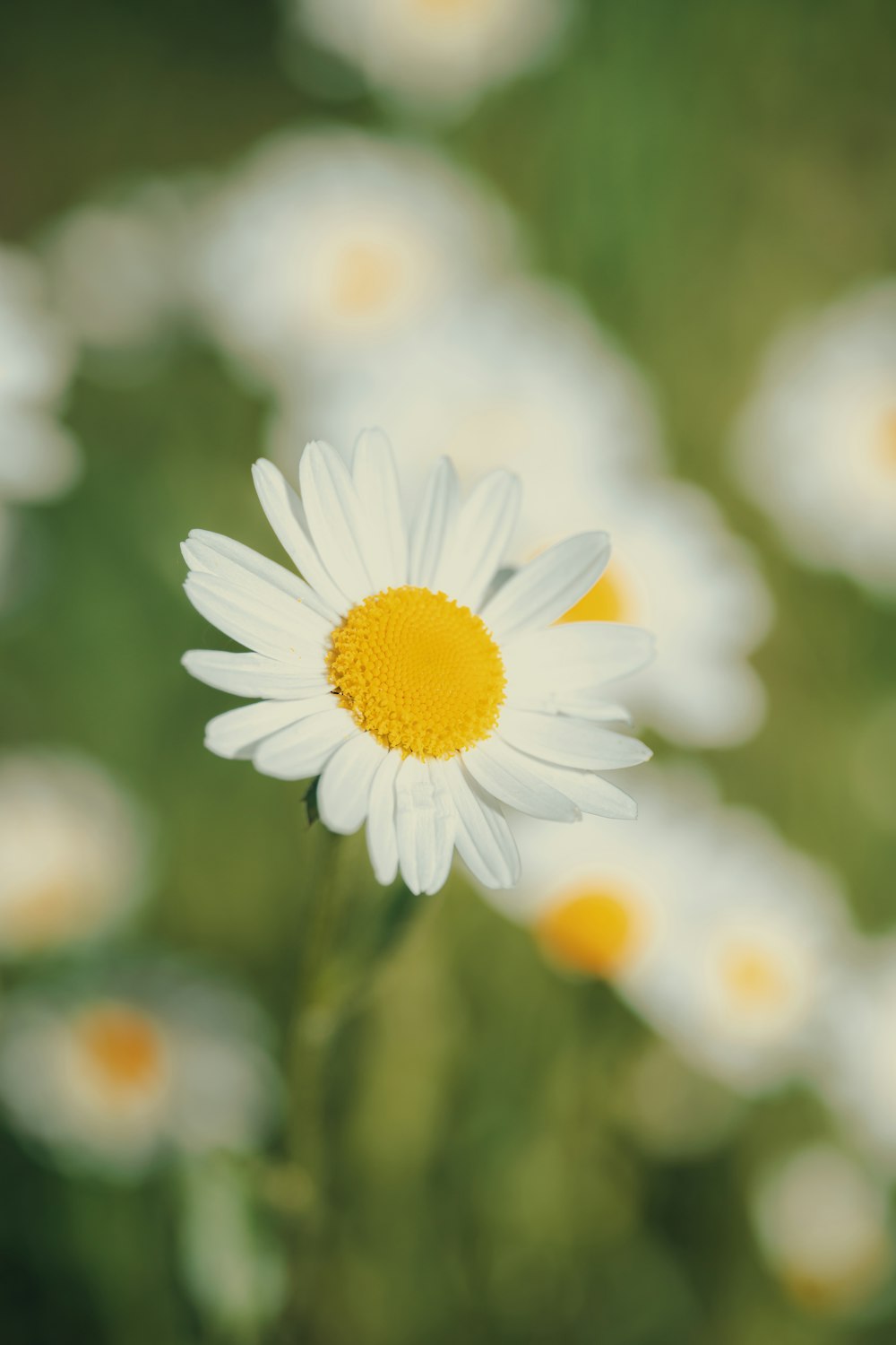 a close up of a daisy in a field