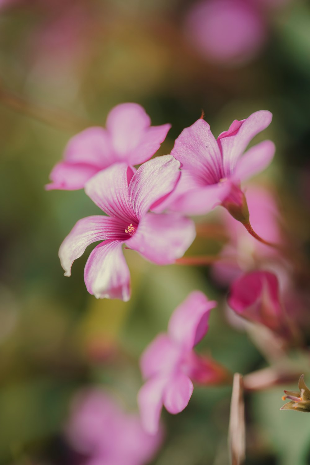 a close up of a pink flower with blurry background