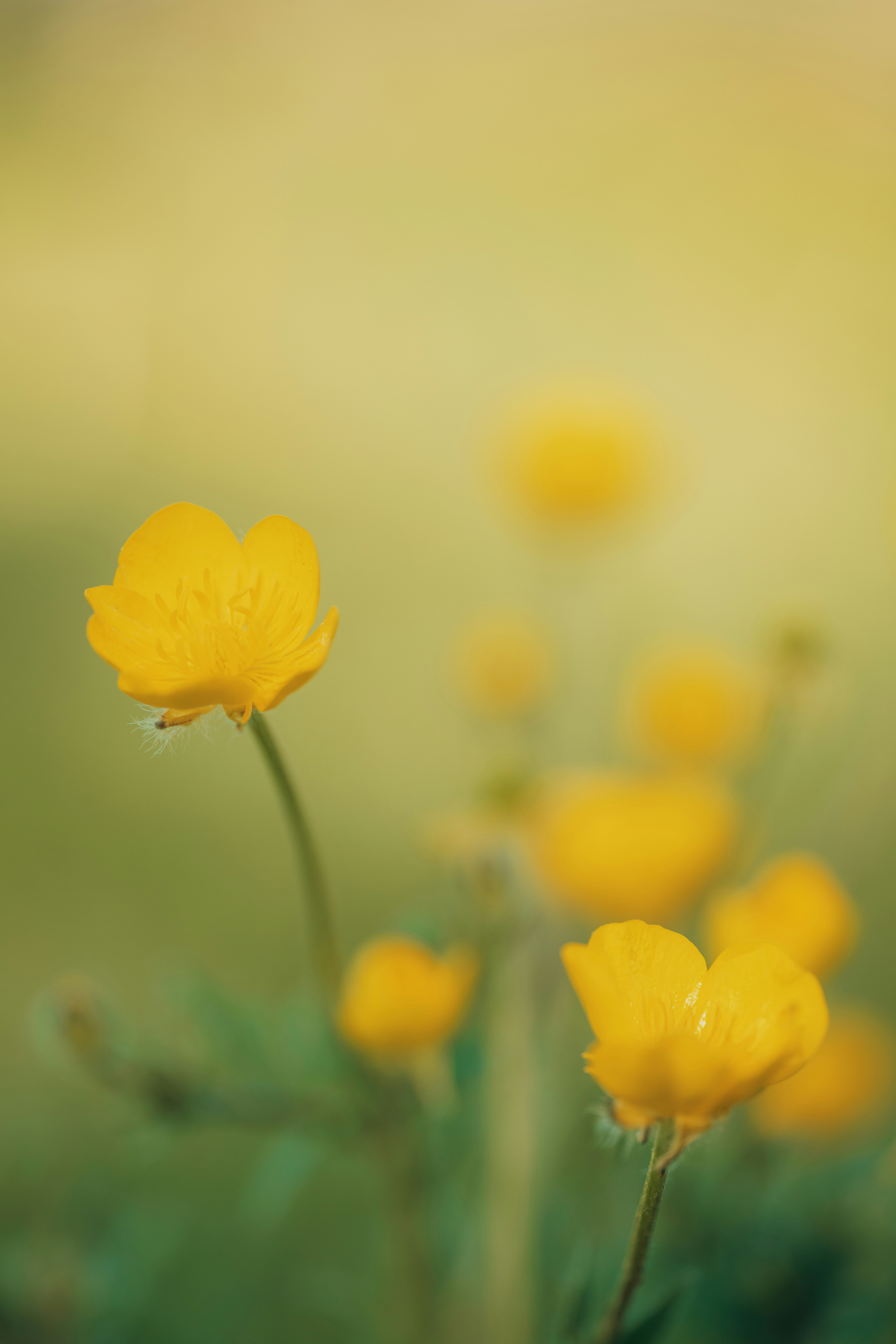 a group of yellow flowers sitting on top of a lush green field