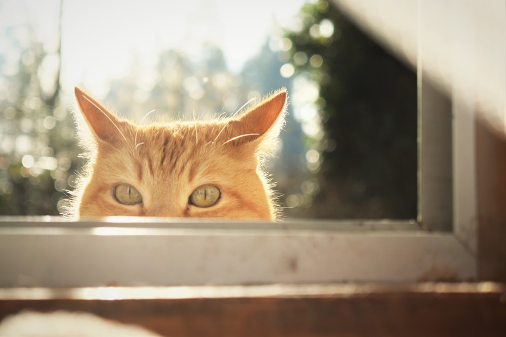 a close up of a cat looking out a window