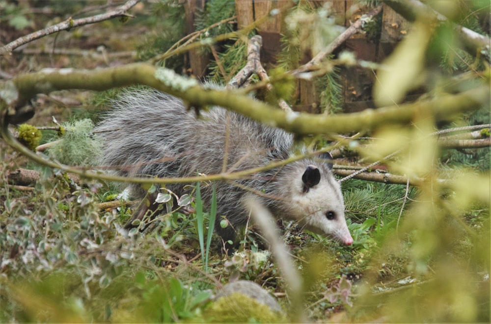 a small animal walking through a lush green forest