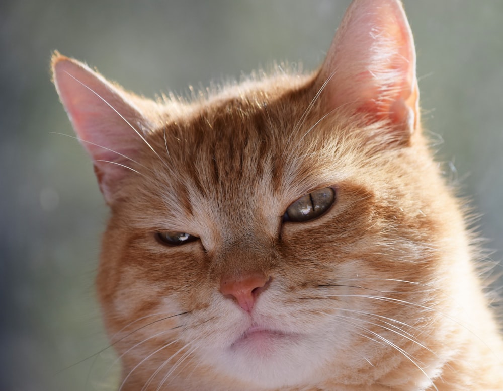 a close up of a cat's face with a blurry background