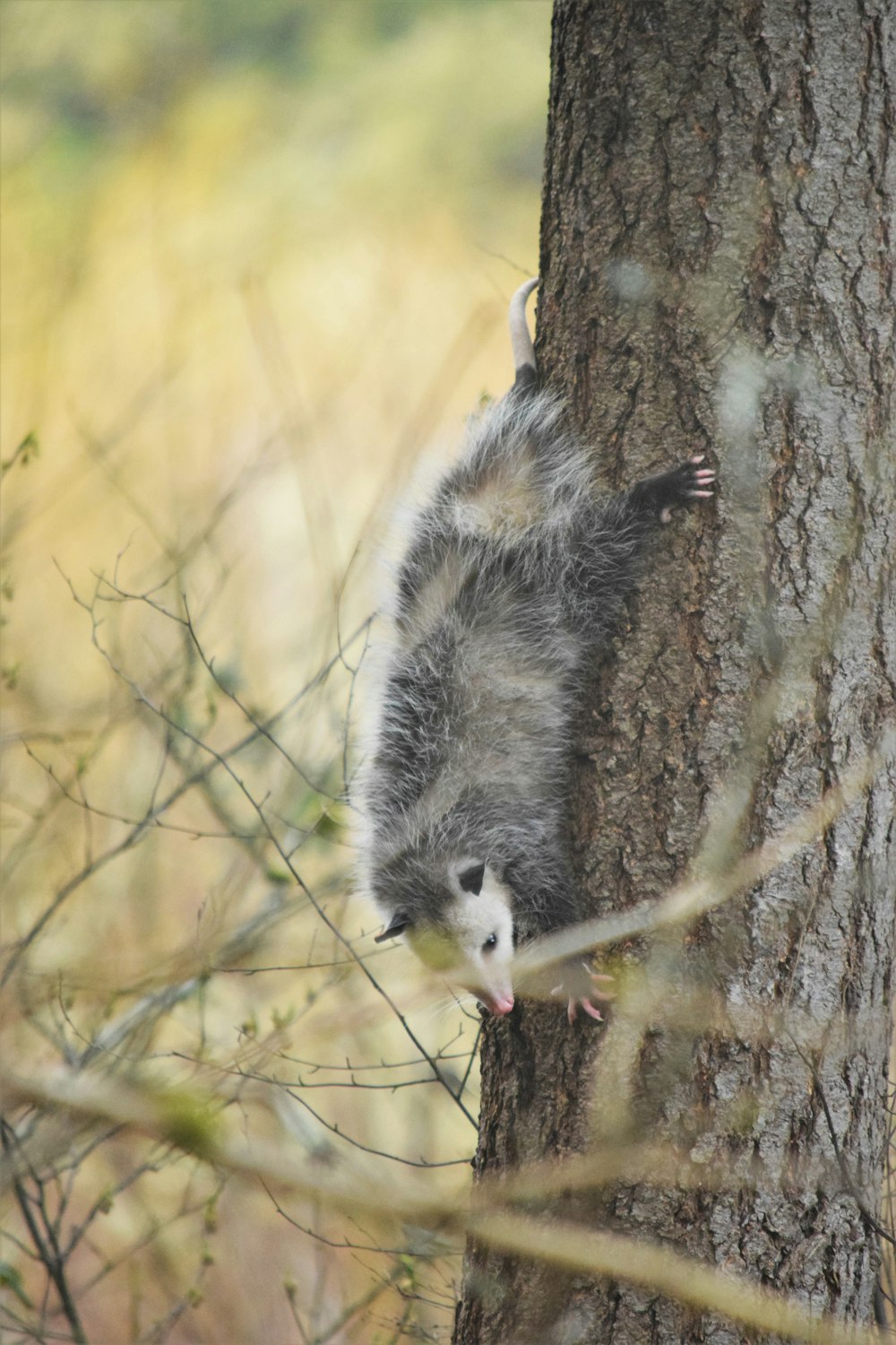 a small animal climbing up the side of a tree