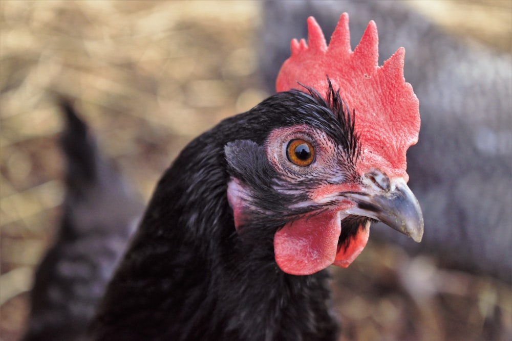 a close up of a chicken with a red comb