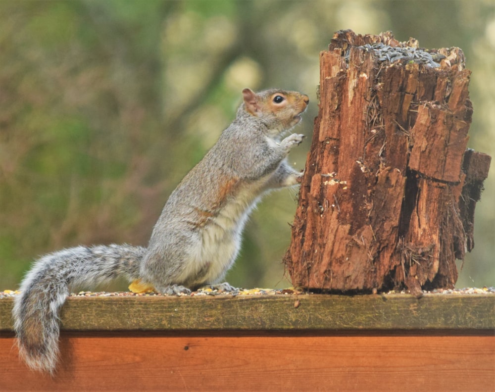 a squirrel standing on top of a wooden fence