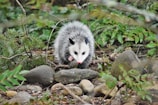 An Opossum on the rocks
