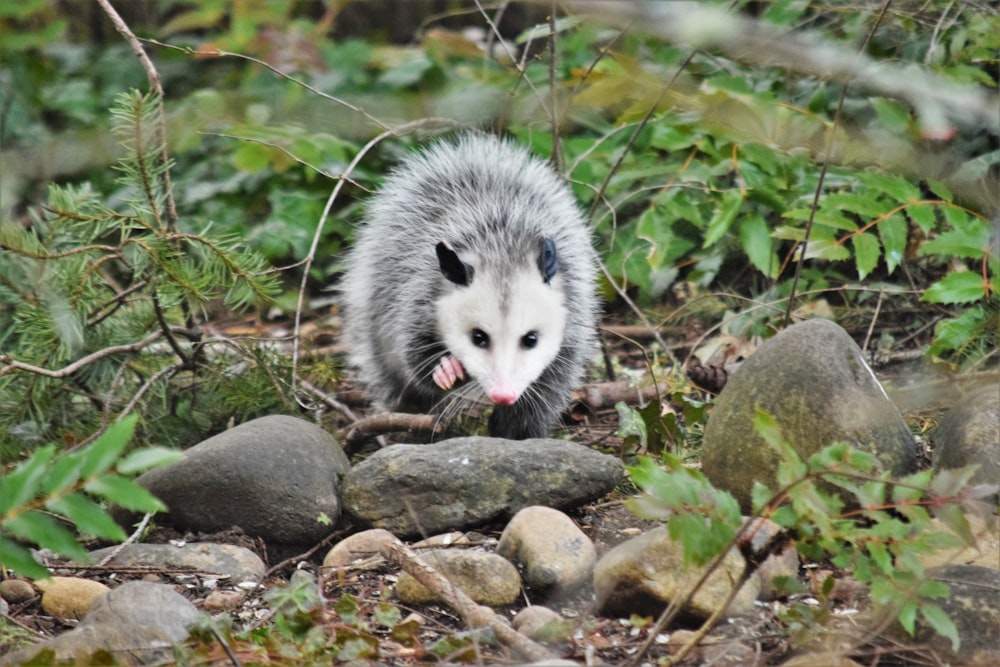 a small animal walking through a forest filled with rocks