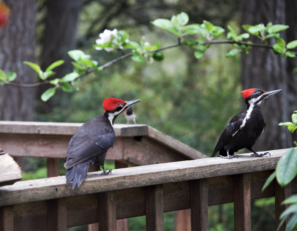 a couple of birds sitting on top of a wooden fence