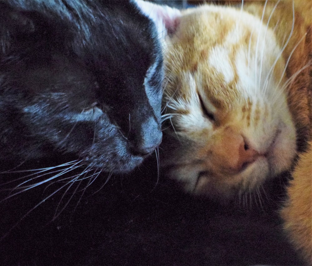 un couple de chats allongés l’un à côté de l’autre