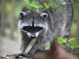 A raccoon is captured in a close-up shot, surrounded by a natural environment with blurred greenery in the background. Its distinct black and white facial markings are prominent, and it appears to be on a log or ground with scattered seeds or small objects nearby.