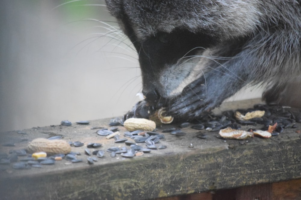 a raccoon eating peanuts on a wooden table