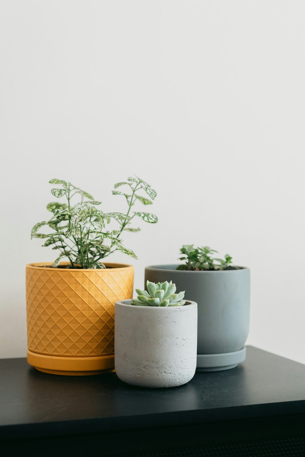 three potted plants sitting on top of a black table