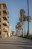 Coastal pathway lined with palm trees and low-density residential homes.