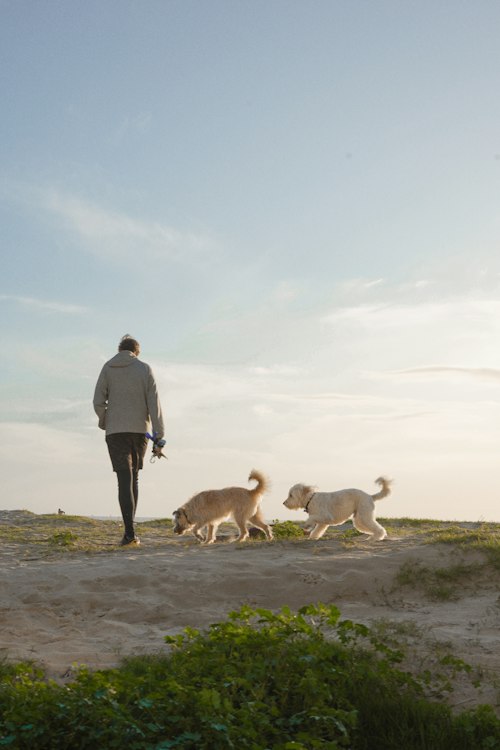 Walker with two fluffy white dogs walking along a sandy beach path