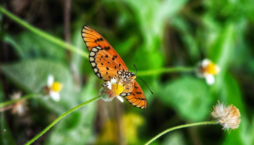 a close up of a butterfly on a flower