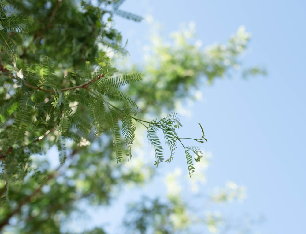 a branch of a tree with a blue sky in the background