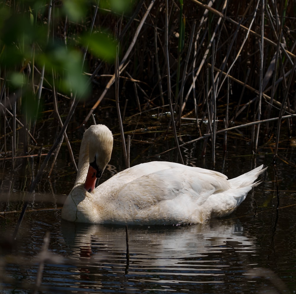 a white swan floating on top of a body of water