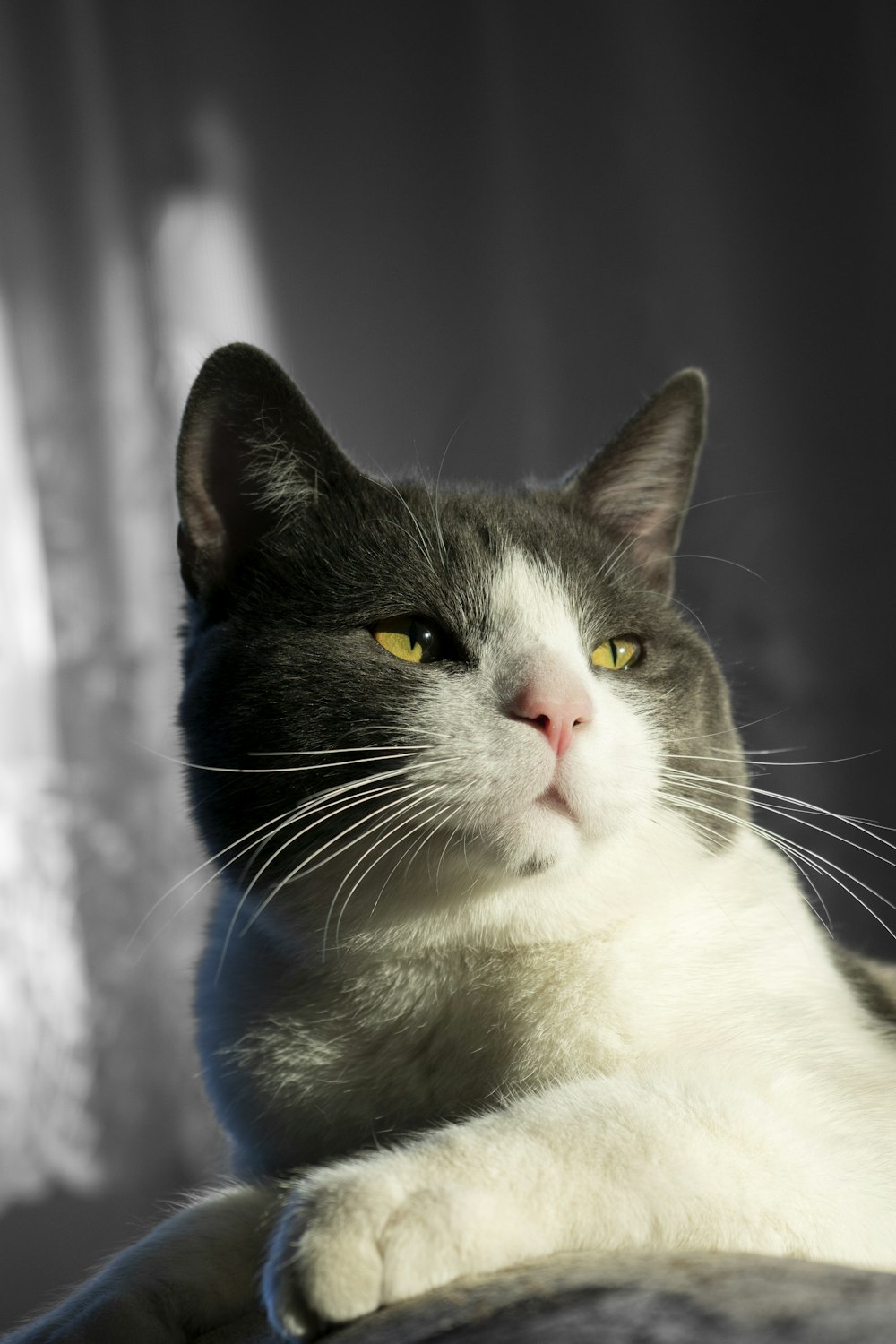 a black and white cat with yellow eyes laying down