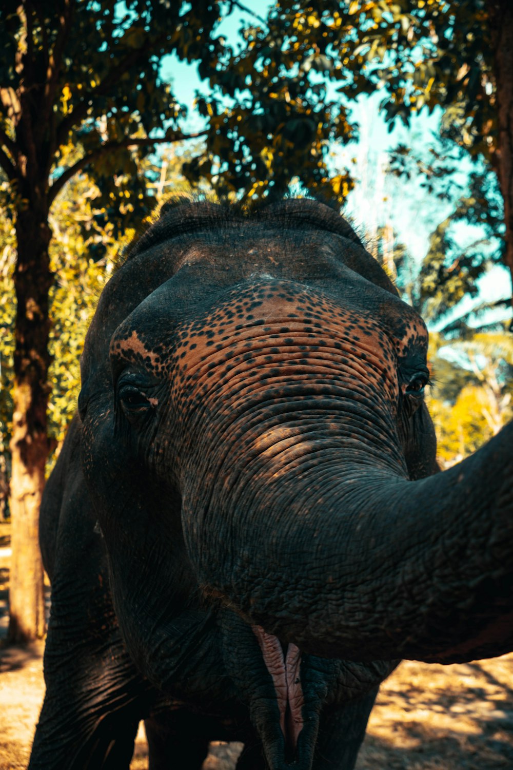 a close up of an elephant with trees in the background