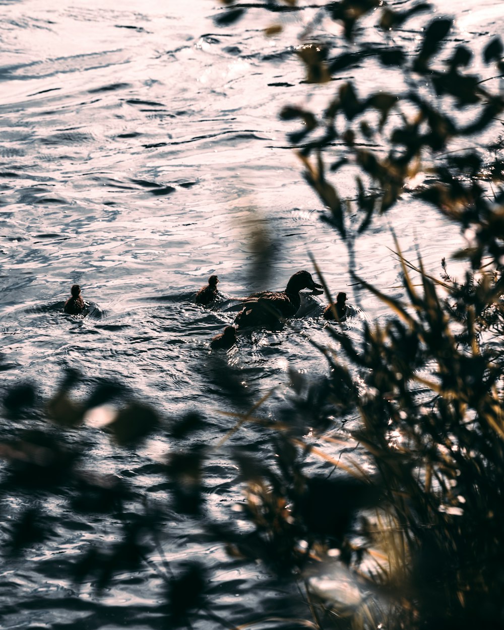 a couple of ducks floating on top of a body of water