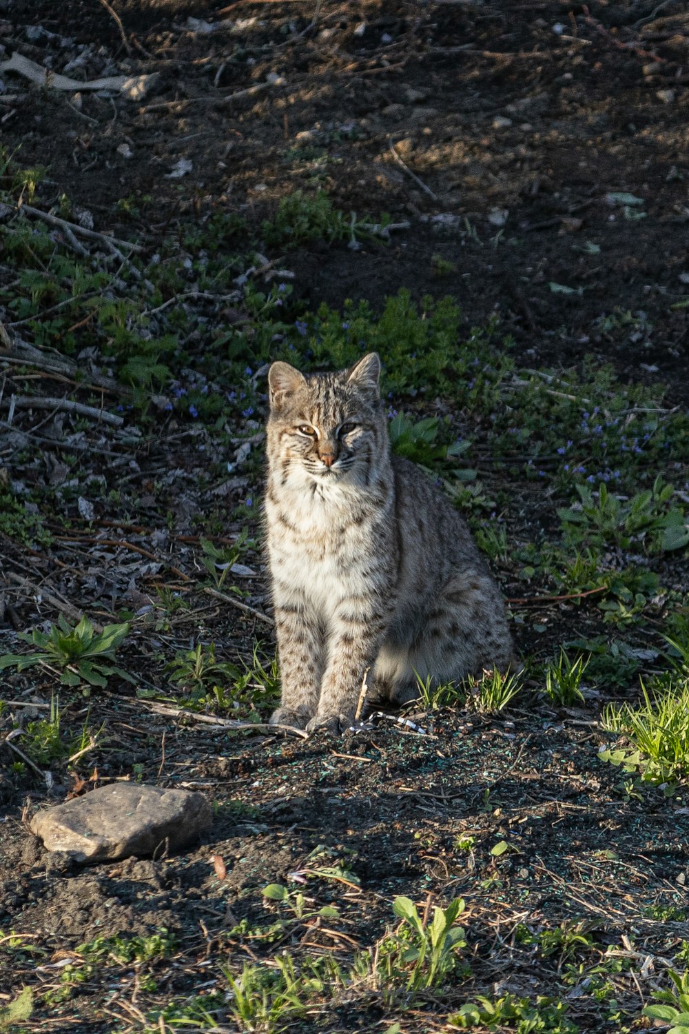 a cat sitting on the ground in the grass