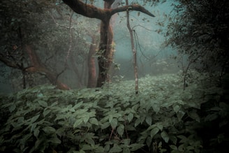 A captivating scene depicting a mystical forest shrouded in fog.
