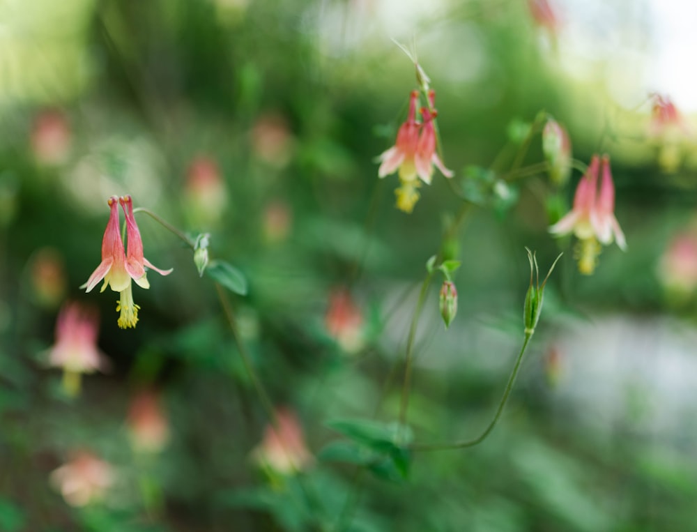 a close up of a flower with a blurry background