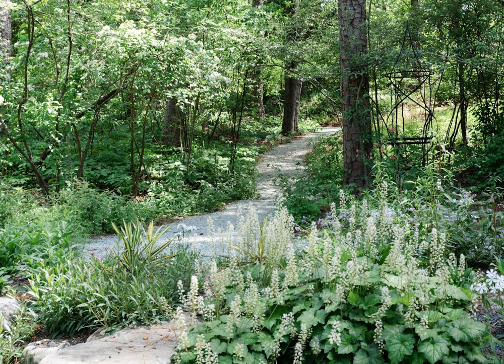 a path through a forest with lots of trees