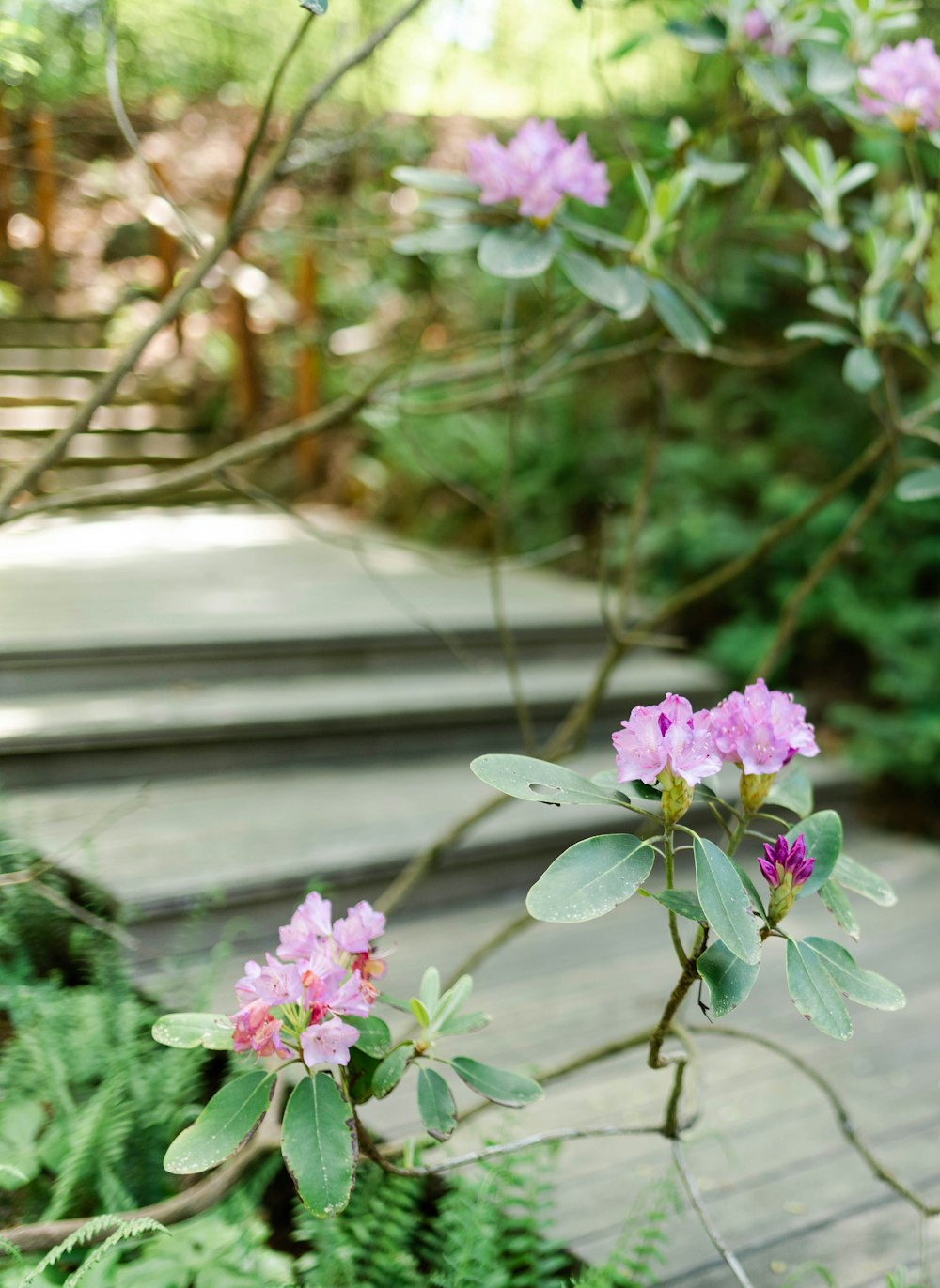 pink flowers are blooming on a wooden deck