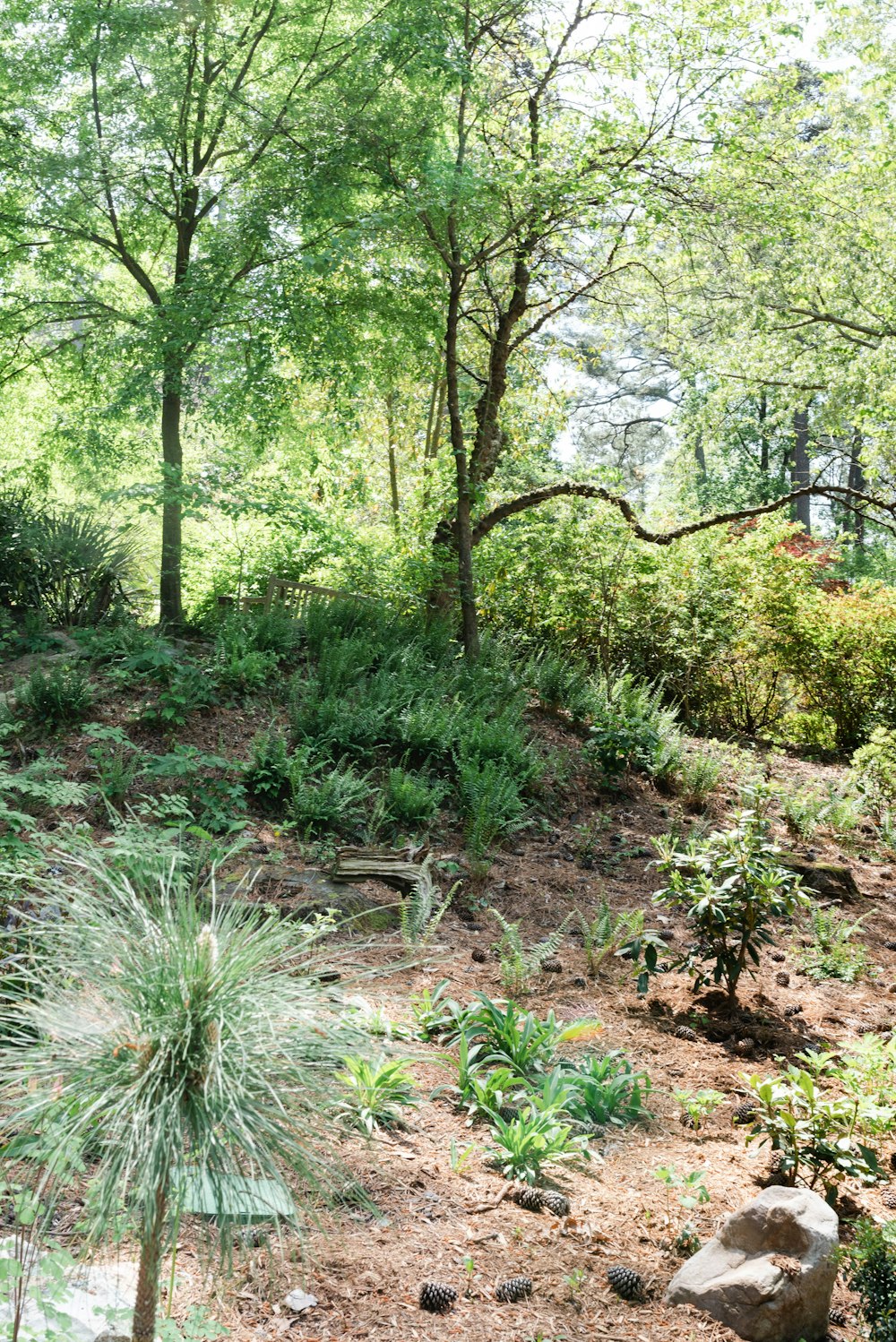 a wooded area with a rock and trees