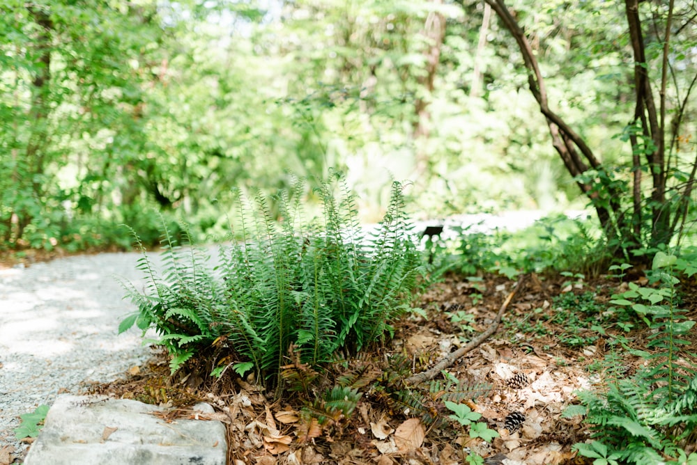 a path in the woods with a rock in the foreground