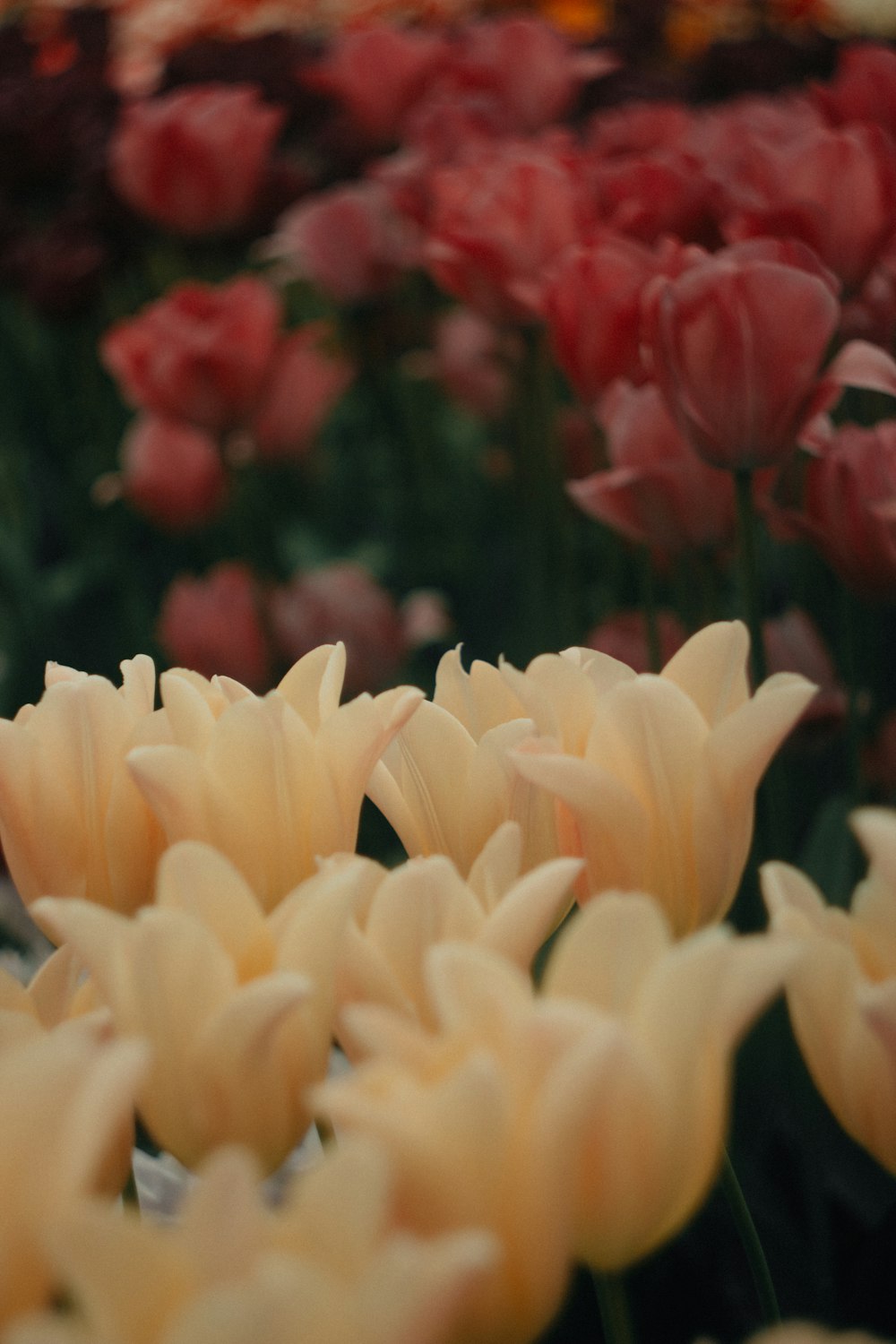 Un ramo de flores que están en un campo