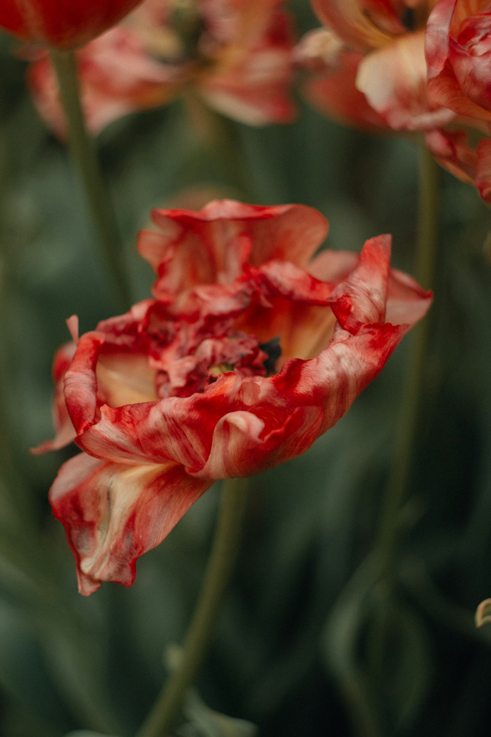 a close up of a red and white flower