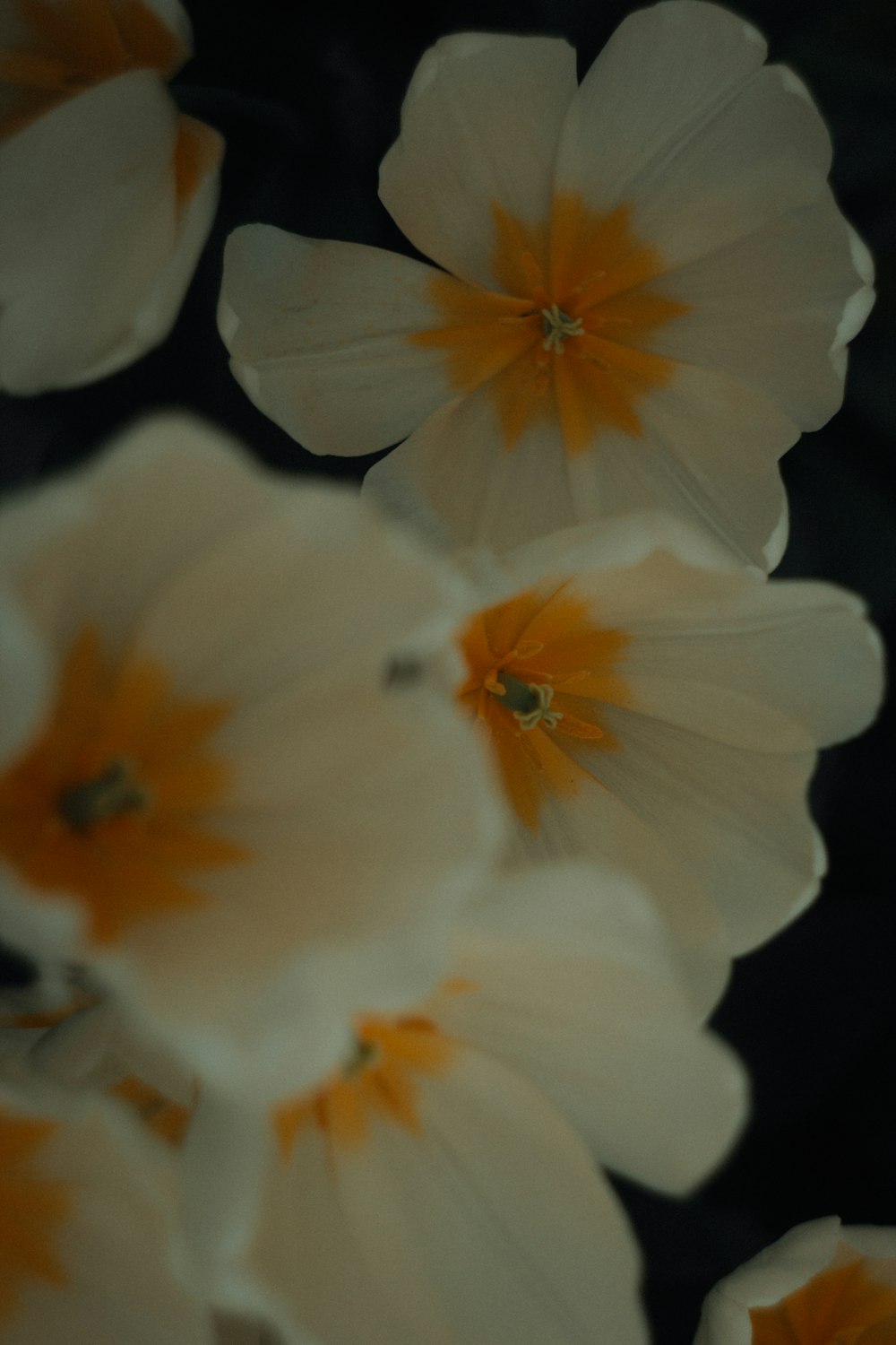 a group of white flowers with yellow centers