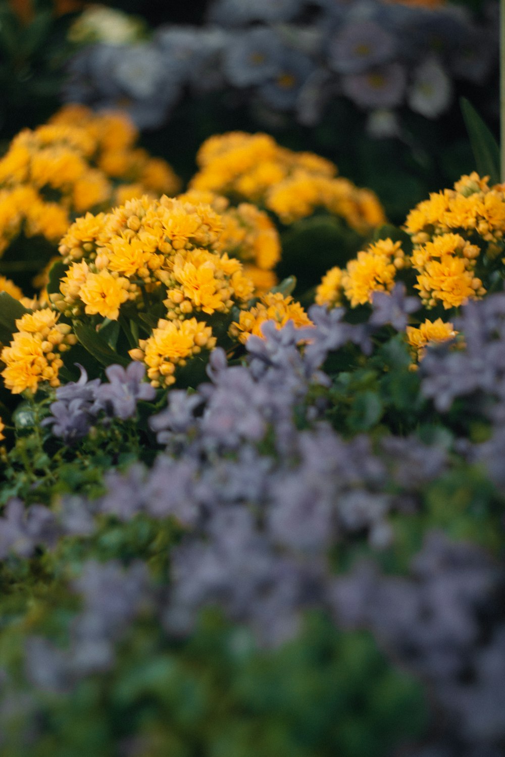 a bunch of yellow and purple flowers in a garden