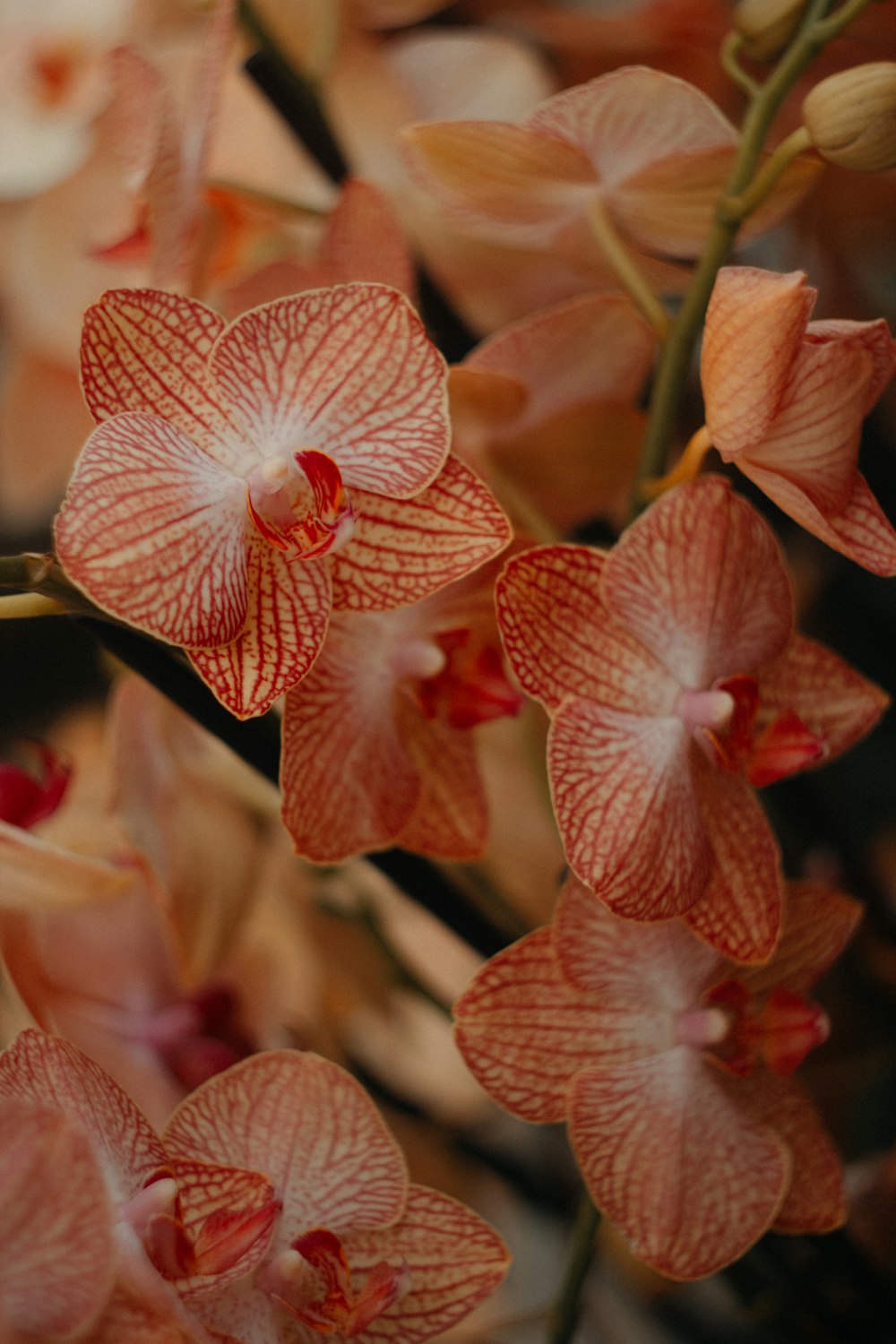 a bunch of flowers that are on a branch