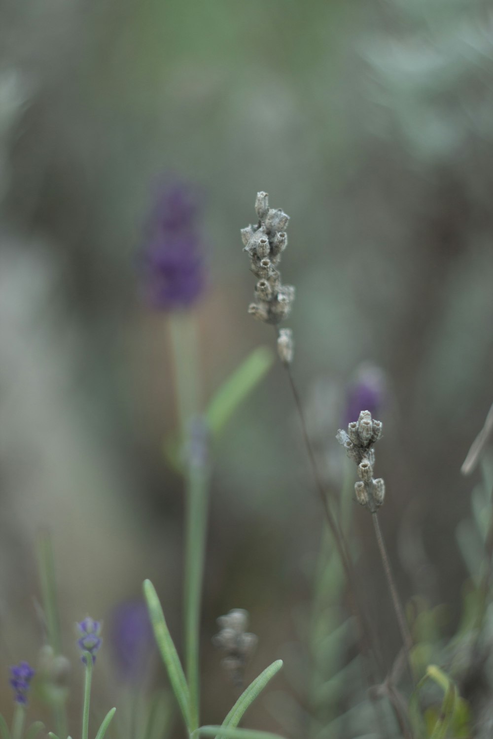 a blurry photo of some purple flowers