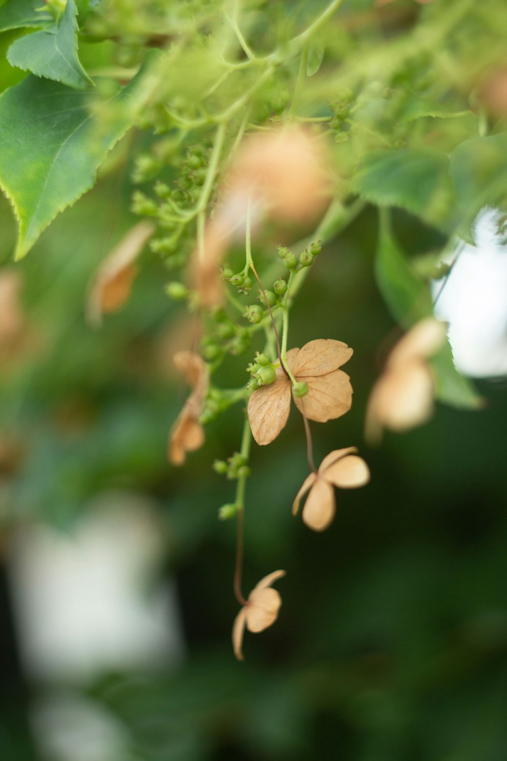 a close up of a plant with leaves