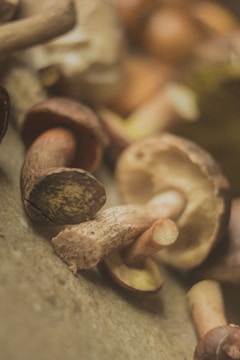 The image features several mushrooms with brown caps and light beige stems, placed on a textured surface with a soft focus and warm lighting.