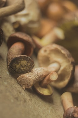 A serene arrangement of functional mushrooms like lion's mane, reishi, turkey tail, and cordyceps on a wooden surface with soft natural lighting.