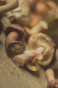 The image features several mushrooms with brown caps and light beige stems, placed on a textured surface with a soft focus and warm lighting.