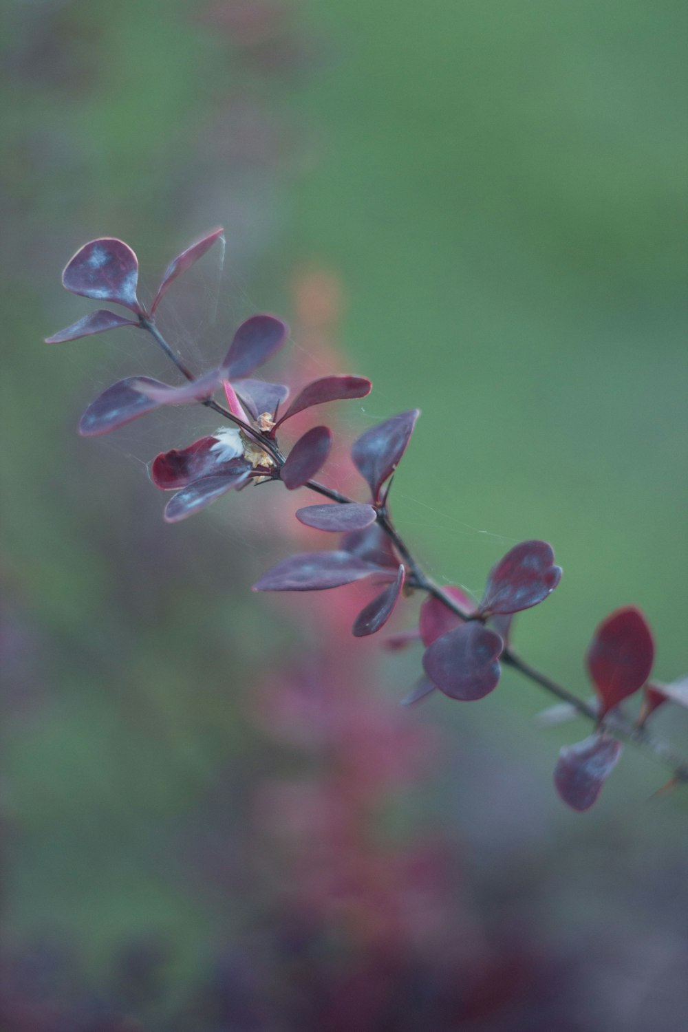 a close up of a purple flower with a blurry background