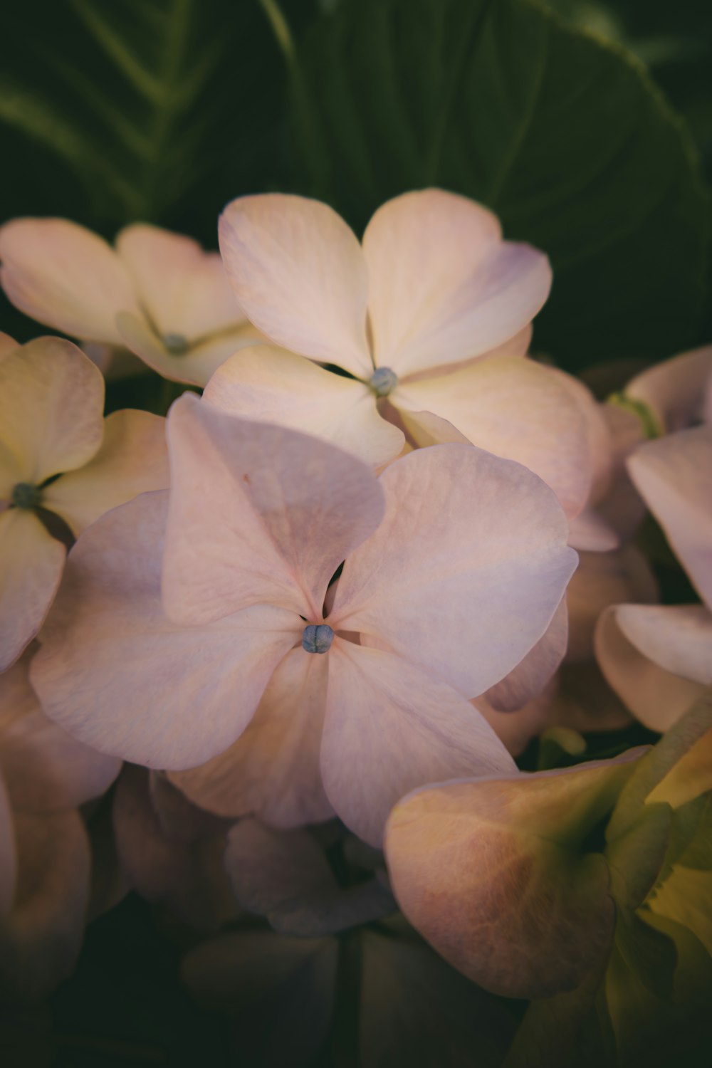 a bunch of pink flowers with green leaves