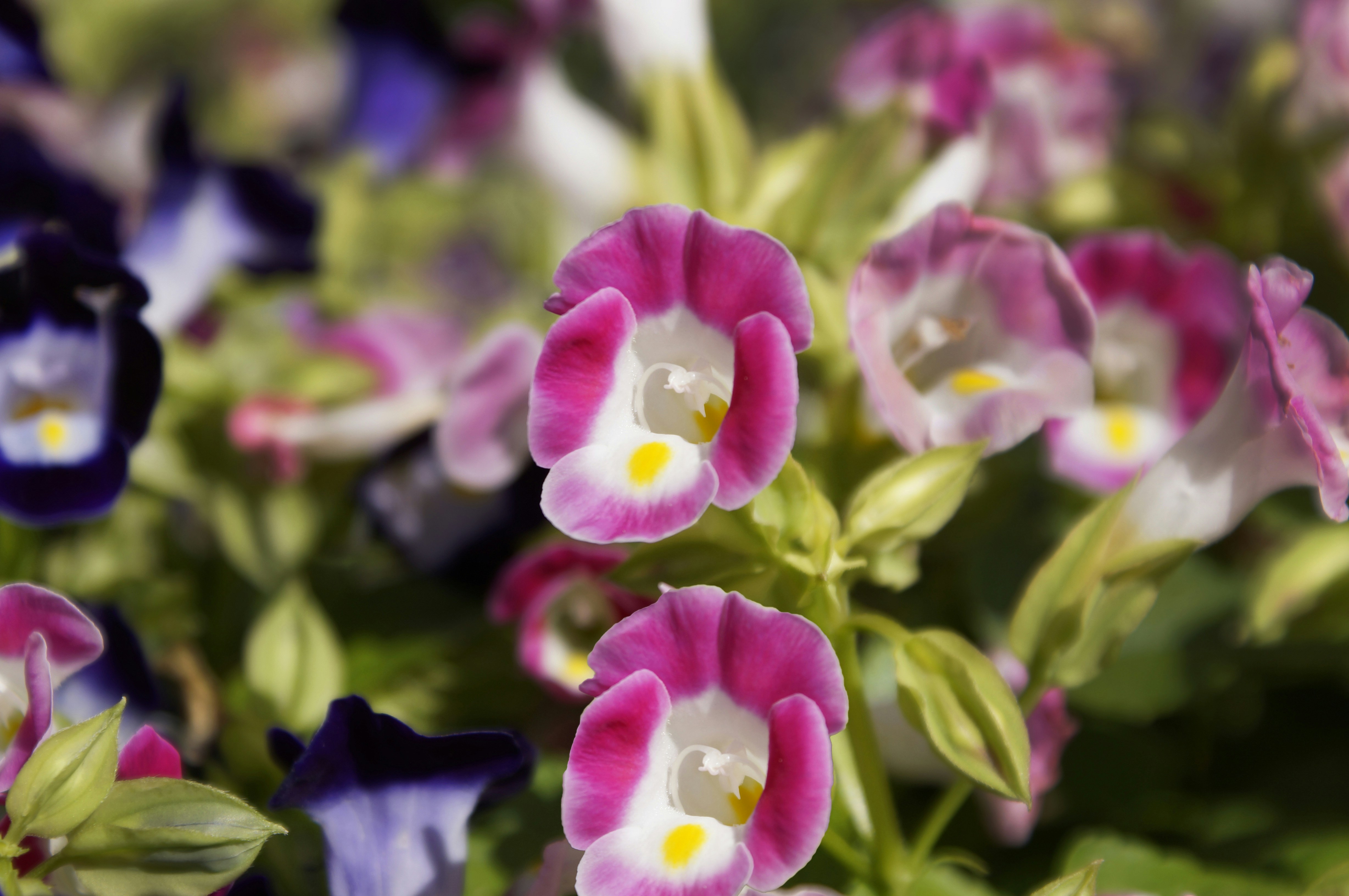 Photo by acrisiometalphoto