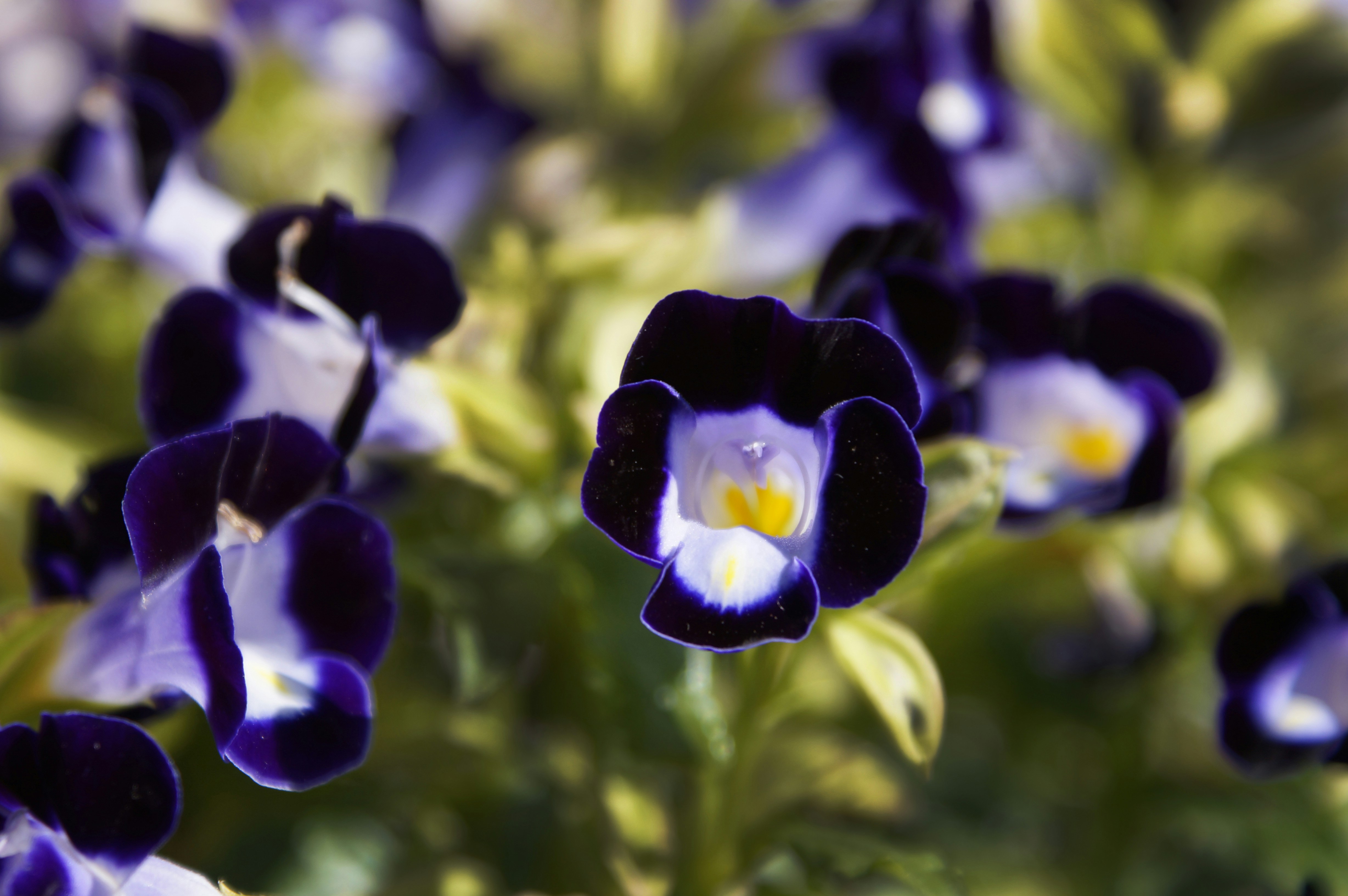 Photo by acrisiometalphoto