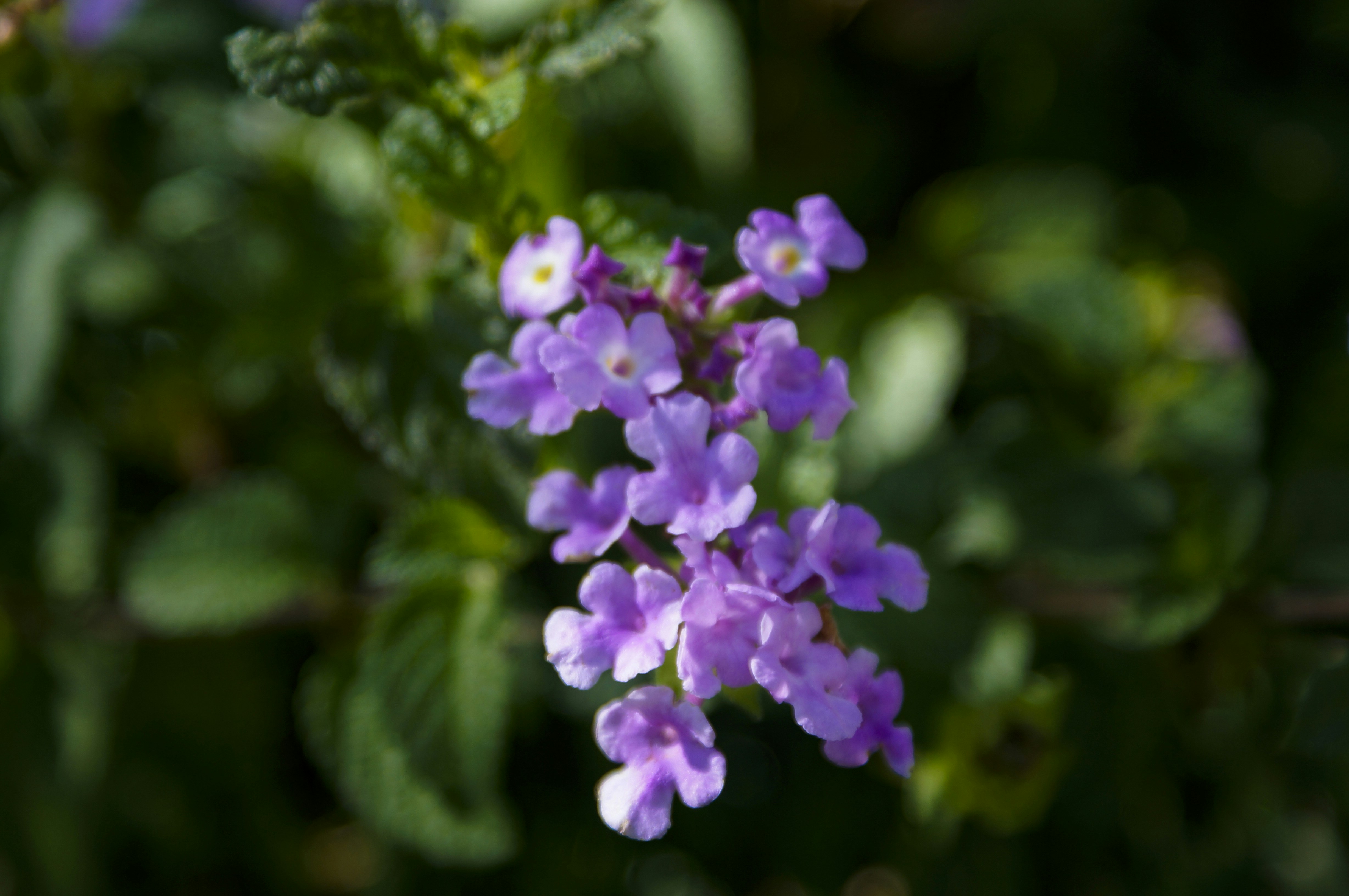 Photo by acrisiometalphoto