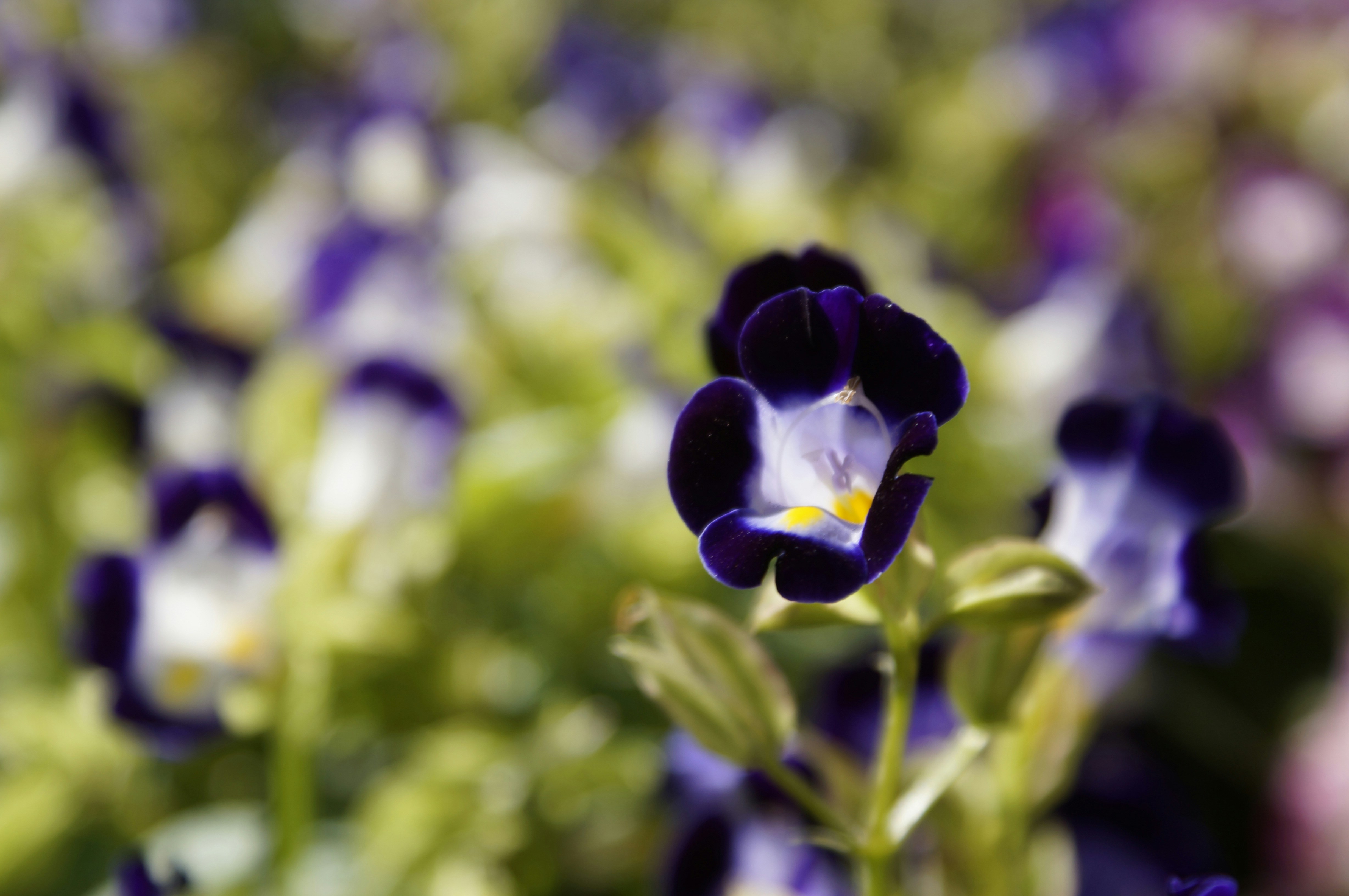 Photo by acrisiometalphoto