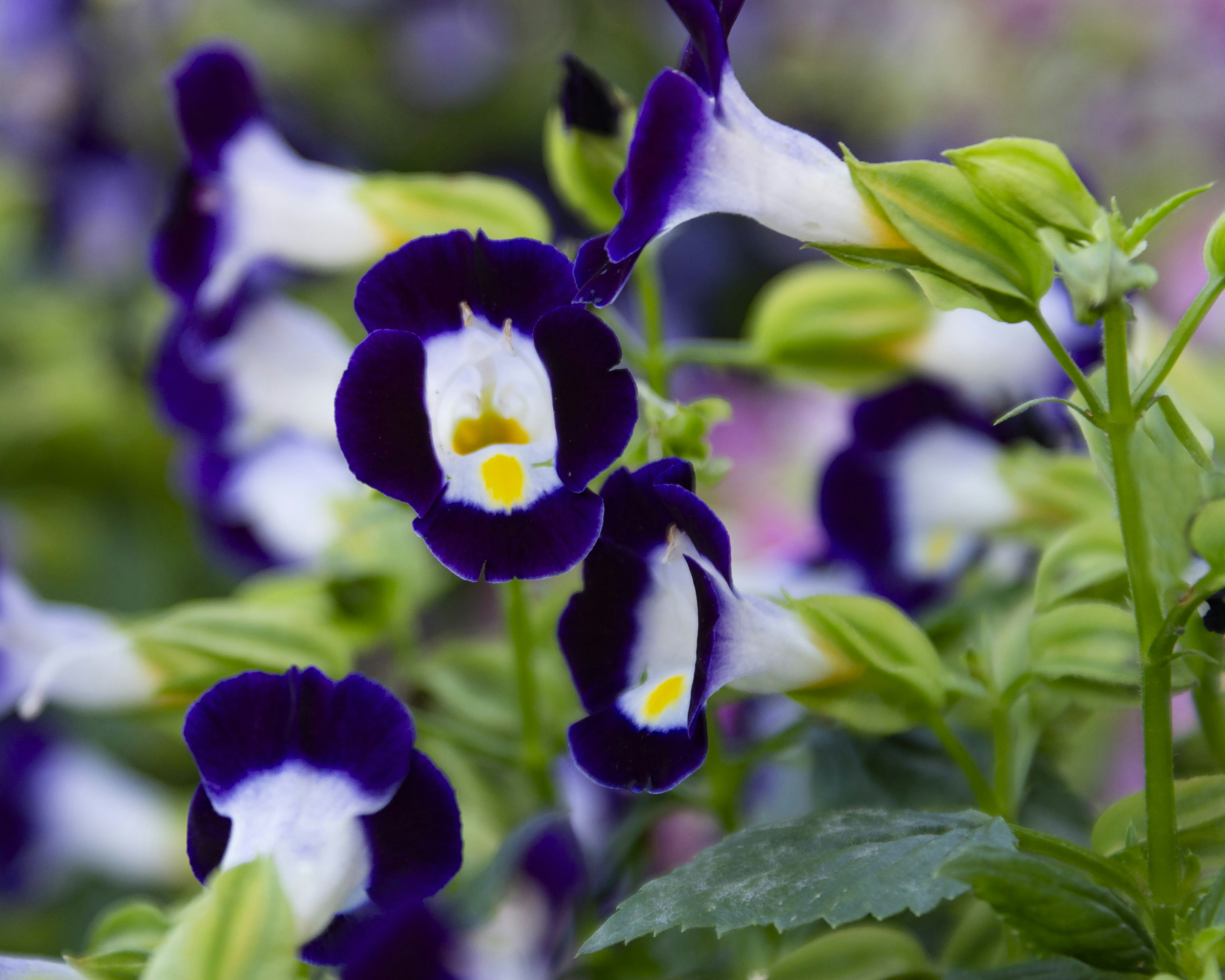 Photo by acrisiometalphoto