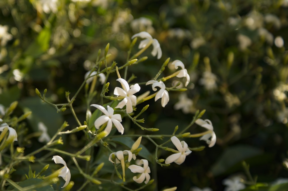 a bunch of white flowers with green leaves