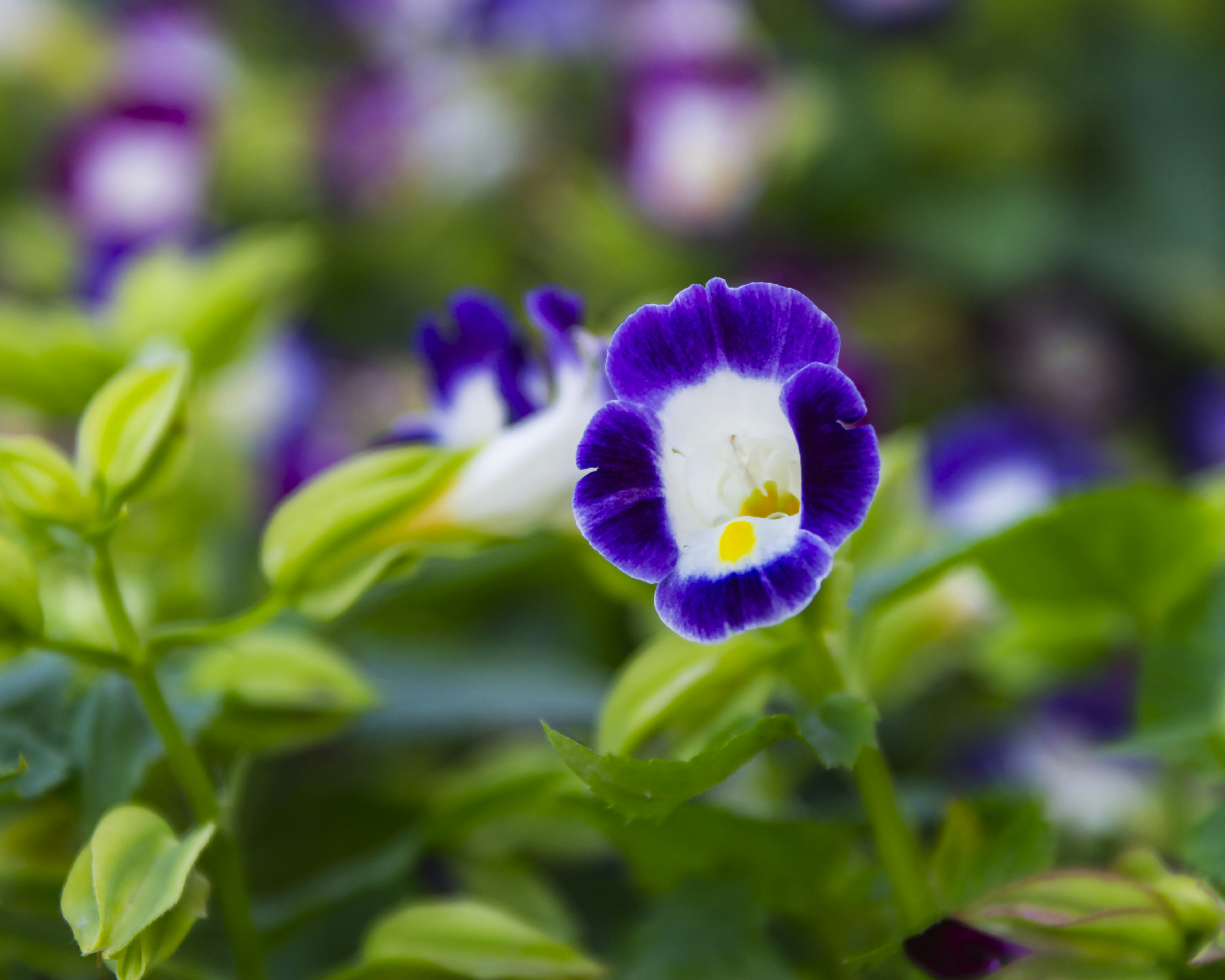 Photo by acrisiometalphoto